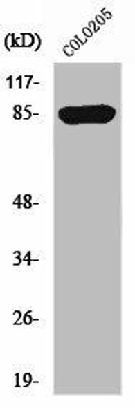 CHML Antibody PACO01418