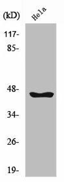 SERPINB12 Antibody PACO01490