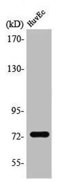 SSH3 Antibody PACO01544