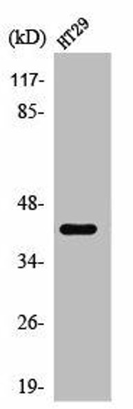 TBX10 Antibody PACO01590