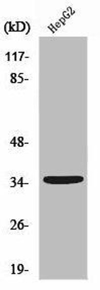 UBR1 Antibody PACO01674