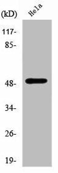 ZNF436 Antibody PACO01729