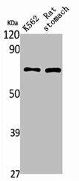 PAOX Antibody PACO01816