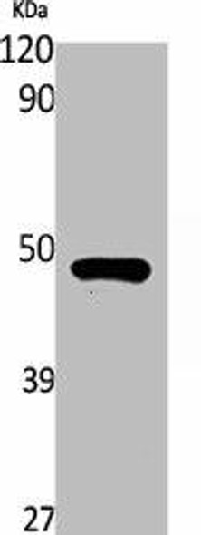 RASSF8 Antibody PACO01818