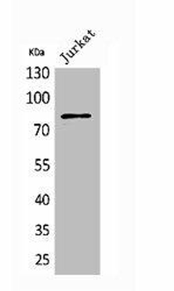 PREP Antibody PACO01846