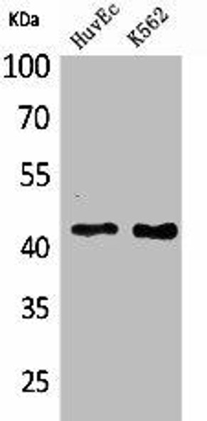LAYN Antibody PACO01934