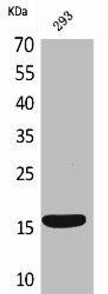 PSPN Antibody PACO01995