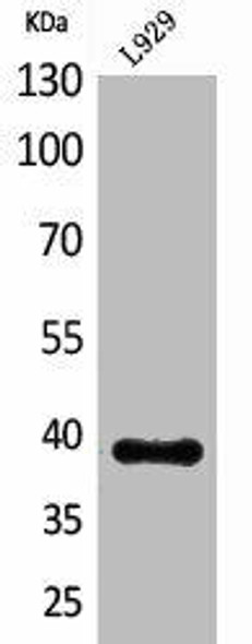 INHBE Antibody PACO02000