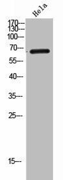 GP5 Antibody PACO02249