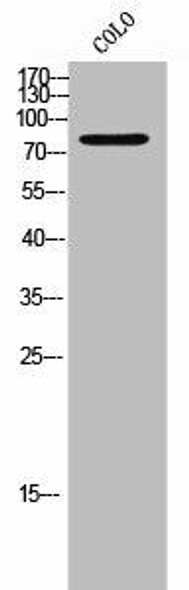 TRIM3 Antibody PACO02345