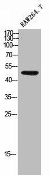 TCFL5 Antibody PACO02360