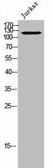 USP43 Antibody PACO02464