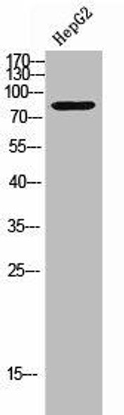 CNGA1 Antibody PACO02465