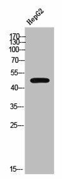 SLC16A14 Antibody PACO02527