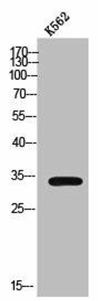 NKX6-3 Antibody PACO02546