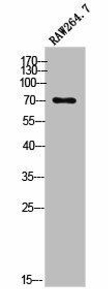 OLFML2A Antibody PACO02579