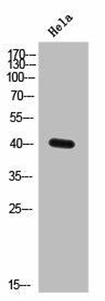 ELAVL2/ELAVL4 Antibody PACO02632