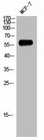 RAB11FIP2 Antibody PACO02726