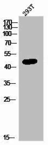 SLC52A1 Antibody PACO02991