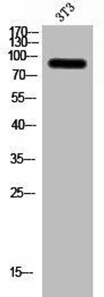 ZNF287 Antibody PACO03038