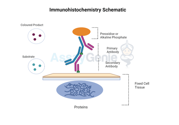The Importance of Immunohistochemistry Training in Modern Scientific Research