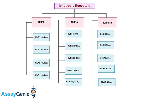 Ionotropic Glutamate Receptors: Gateways to Neural Communication