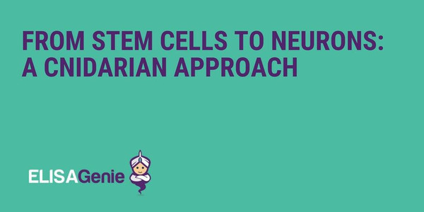 From Stem Cells To Neurons: A Cnidarian Approach