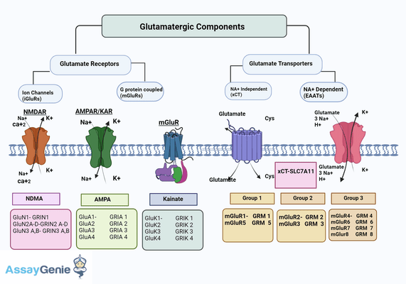 Understanding Glutamate Receptors: Classification, Function, and Implications in Neurological Disorders