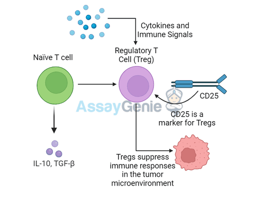 CD25 and Tregs: Understanding the Role of Regulatory T Cells in Tumor Immunity