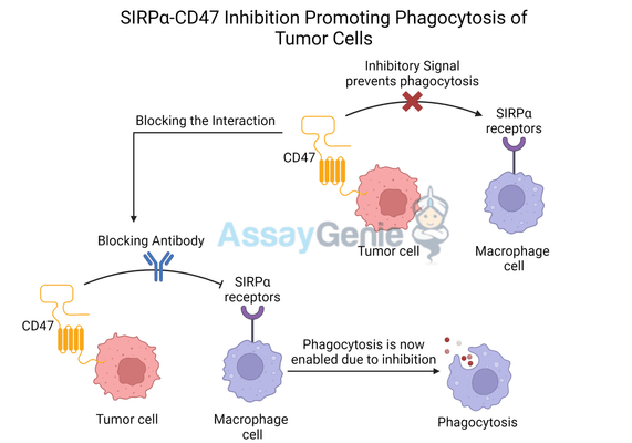 SIRPα Inhibition: Clearing Tumors by Promoting Phagocytosis