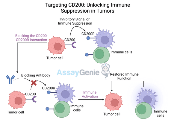 Targeting CD200: Unlocking Immune Suppression in Tumors