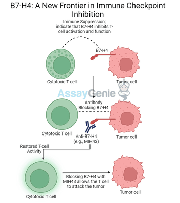 B7-H4: A New Frontier in Immune Checkpoint Inhibition