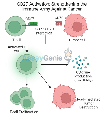 CD27 Activation: Strengthening the Immune Army Against Cancer