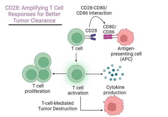 CD28: Amplifying T Cell Responses for Better Tumor Clearance
