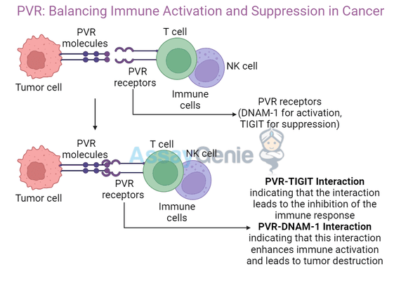 PVR: Balancing Immune Activation and Suppression in Cancer