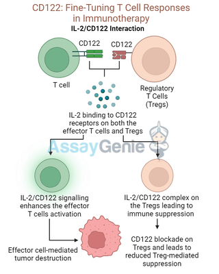 CD122: Fine-Tuning T Cell Responses in Immunotherapy