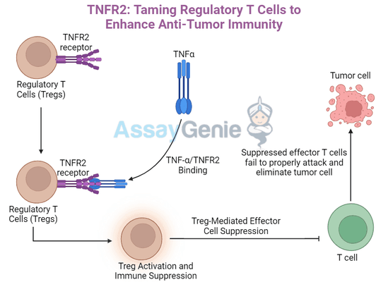TNFR2: Taming Regulatory T Cells to Enhance Anti-Tumor Immunity