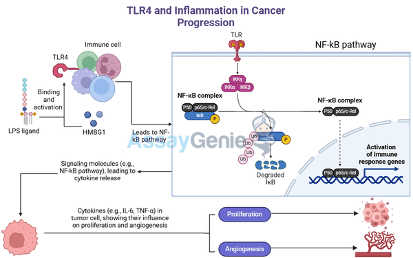 TLR4: Unraveling the Role of Inflammation in Cancer Progression