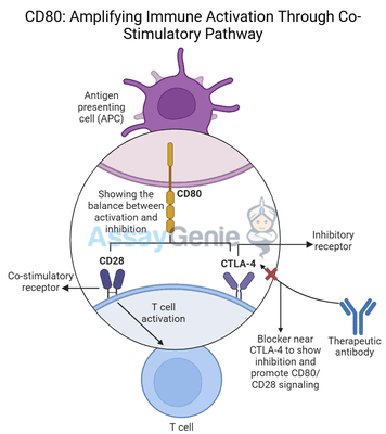 CD80: Amplifying Immune Activation Through Co-Stimulatory Pathways