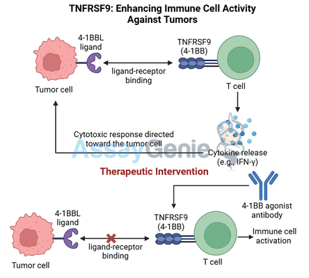 TNFRSF9: Enhancing Immune Cell Activity Against Tumors