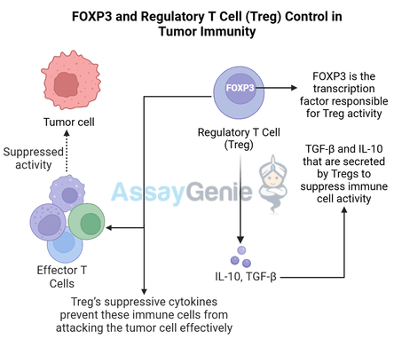 FoxP3: Understanding Regulatory T Cell Control in Tumor Immunity