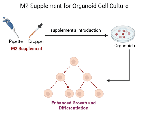 M2 Supplement for Organoid Cell Culture: Enhancing Growth and Differentiation