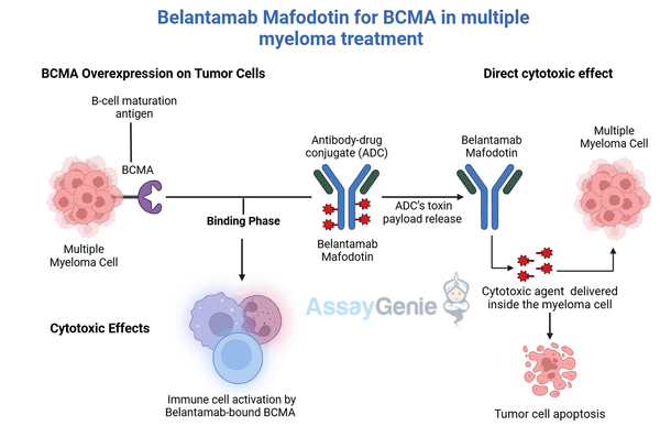 Belantamab: A Game-Changer in Multiple Myeloma Therapy