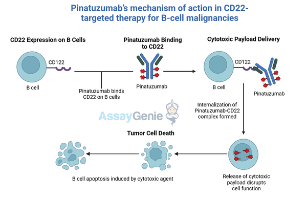 Pinatuzumab: Advancing Cancer Research and Therapeutics