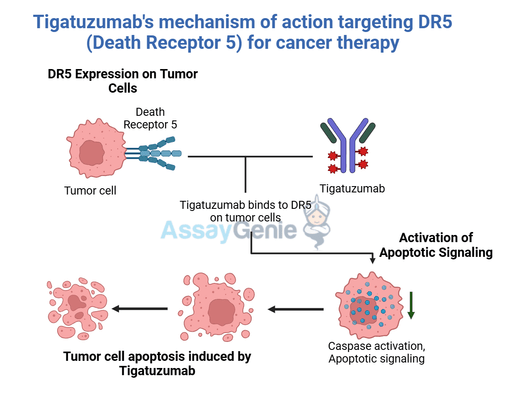 Tigatuzumab: Advancing Cancer Research with Targeted Therapies
