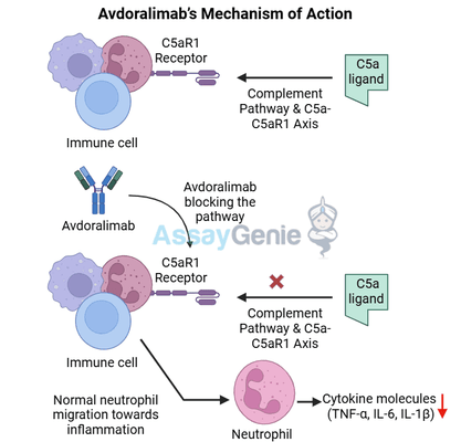 Avdoralimab: Exploring Its Role in Immunotherapy and Biosimilar Advancements