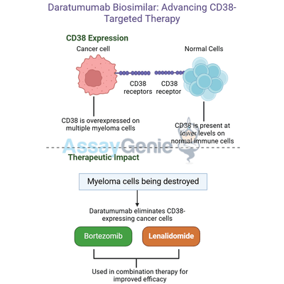 Daratumumab: Advancing Research in Multiple Myeloma and Beyond