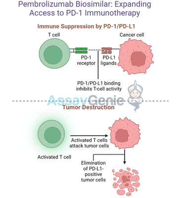 Pembrolizumab: Unveiling Its Mechanism and Research Applications with Biosimilars
