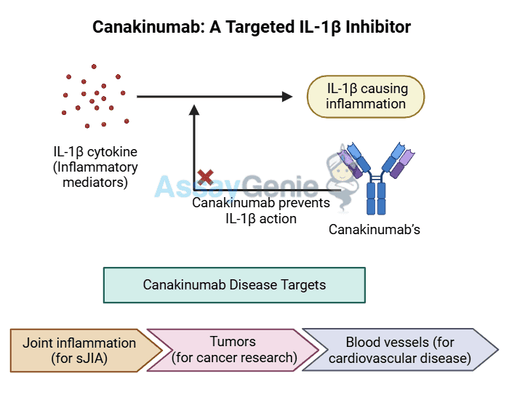 Canakinumab: Unraveling Its Role in Inflammatory Disease and Cancer Research