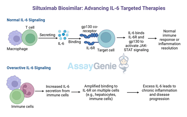 Siltuximab: Exploring IL-6 Inhibition in Castleman’s Disease and Research